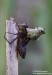 Vážka obecná (Vážky), Sympetrum vulgatum, Anisoptera (Odonata)